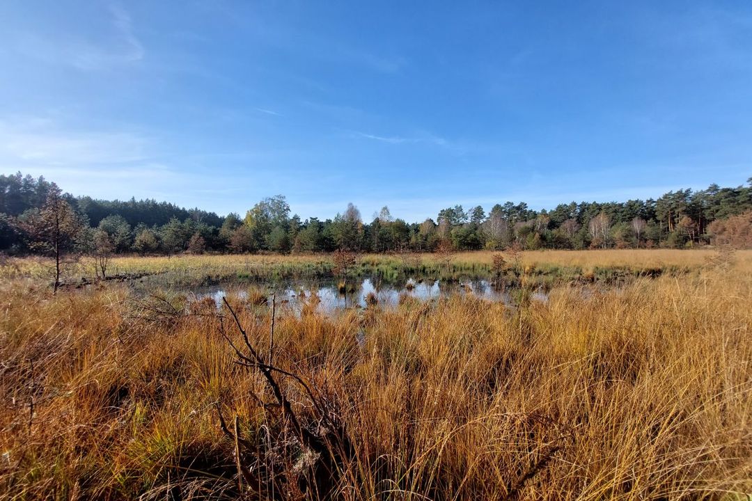 Blick auf einen Torfteich